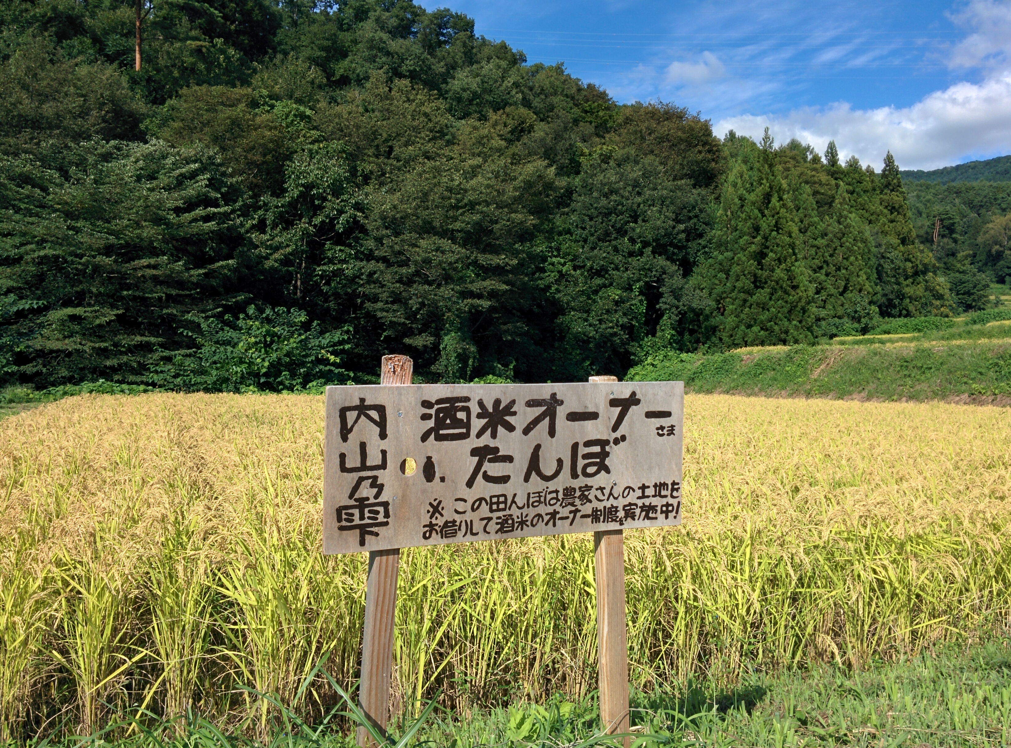 9月12日オーナー田んぼの様子3