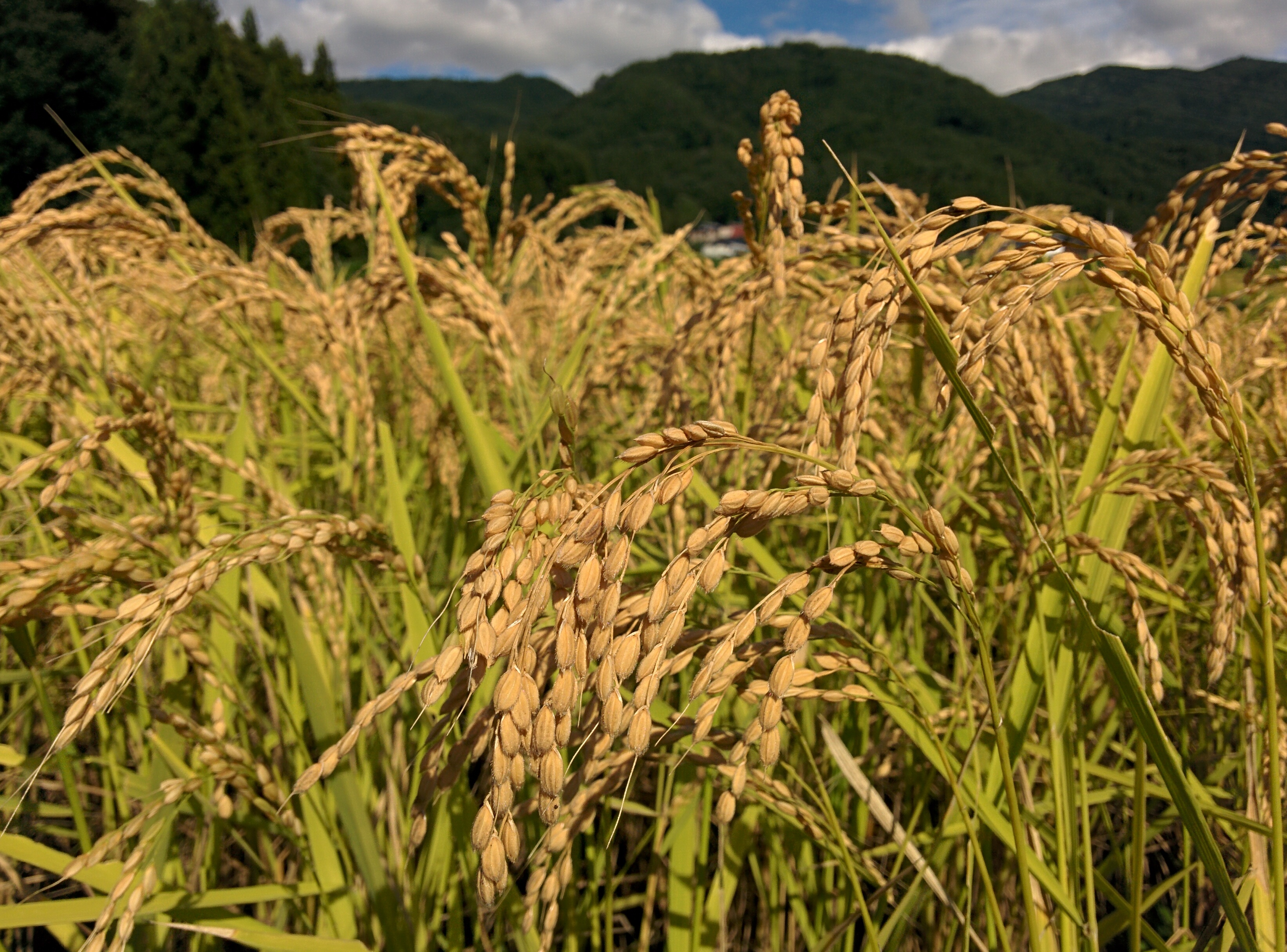 9月12日オーナー田んぼの様子1