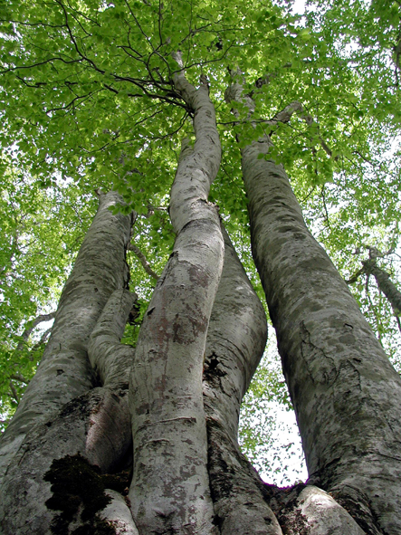 標高1 500m カヤの平高原 へようこそ めぐる木島平 木島平村総合観光情報ガイド
