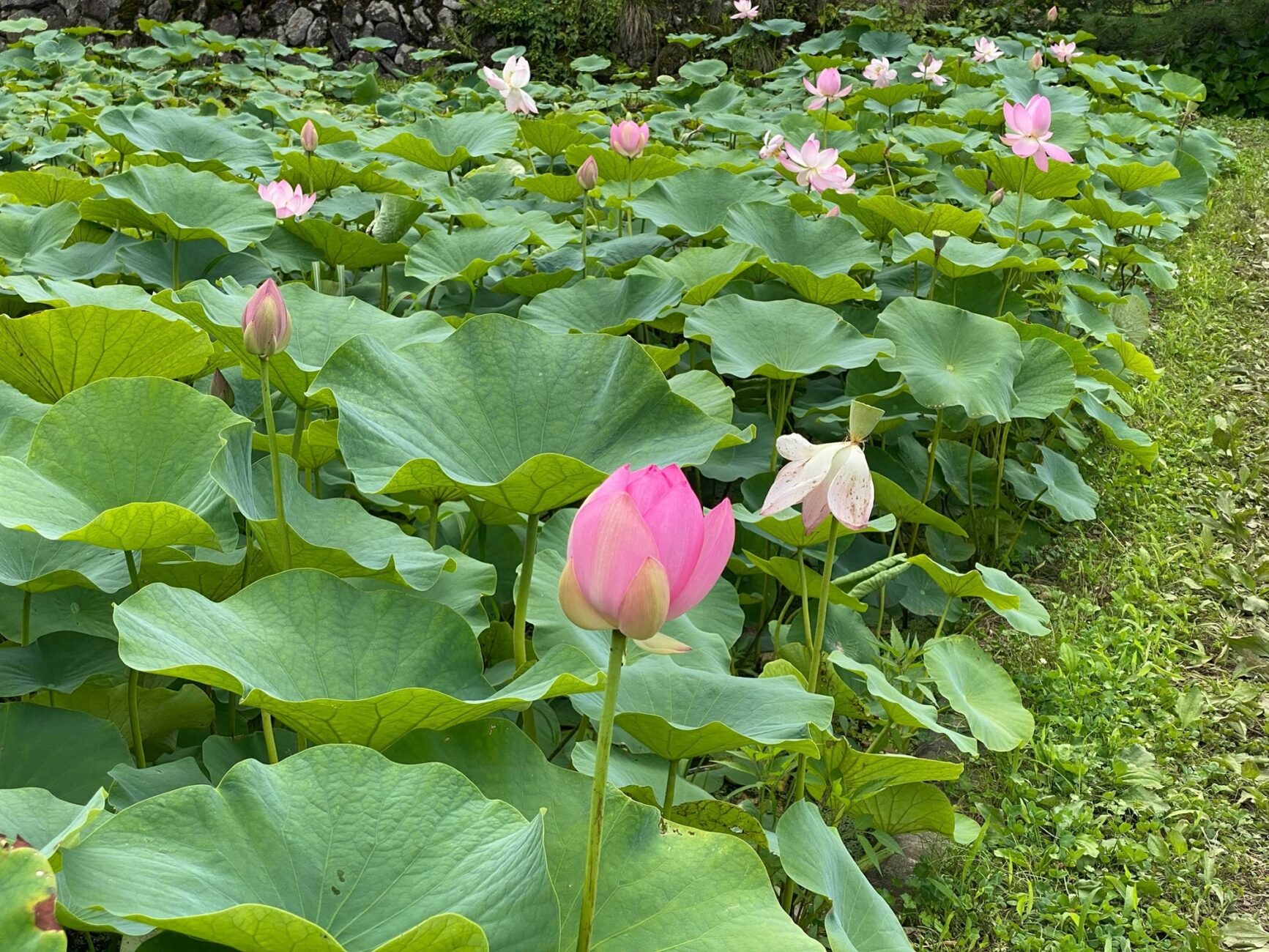 木島平村の稲泉寺のハスの花　2021年7月14日の様子　その１