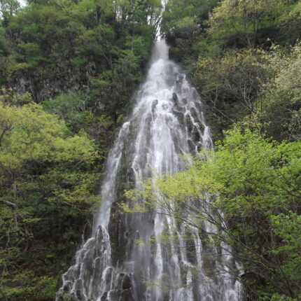 木島平村の幻の滝　樽滝　春の放流