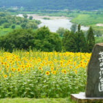 ８月におすすめのE-bikeコースで寄る飯山菜の花公園のひまわり