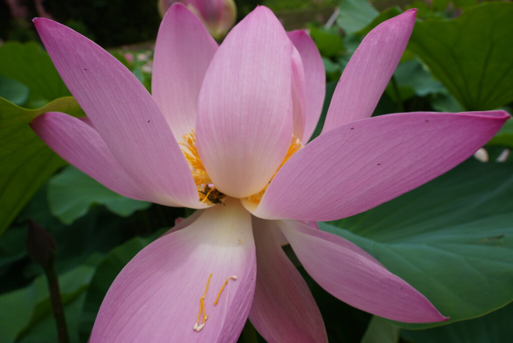 7月におすすめのE-bikeコースで寄る木島平村にある稲泉寺のハスの花