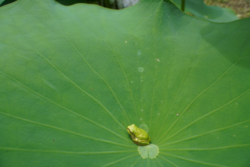 木島平村にある稲泉寺のハスの葉の上にいたカエル