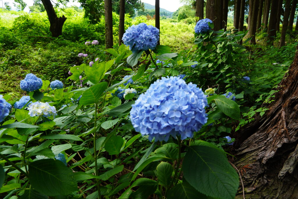 7月におすすめのE-bikeコースで寄る木島平村にある天然寺の紫陽花