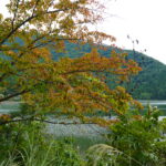 10月・11月におすすめのE-bikeコースにある飯山市の北竜湖の紅葉