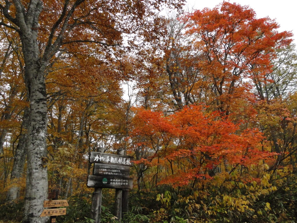 木島平村にあるカヤの平高原のブナ林の紅葉