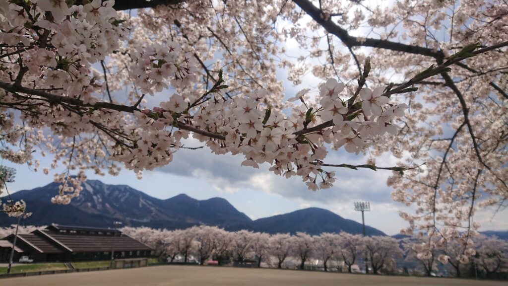 木島平村で見られる桜