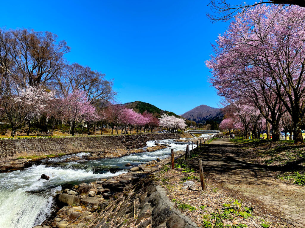 長野県木島平村の桜 2022年4月17日 ケヤキの森公園