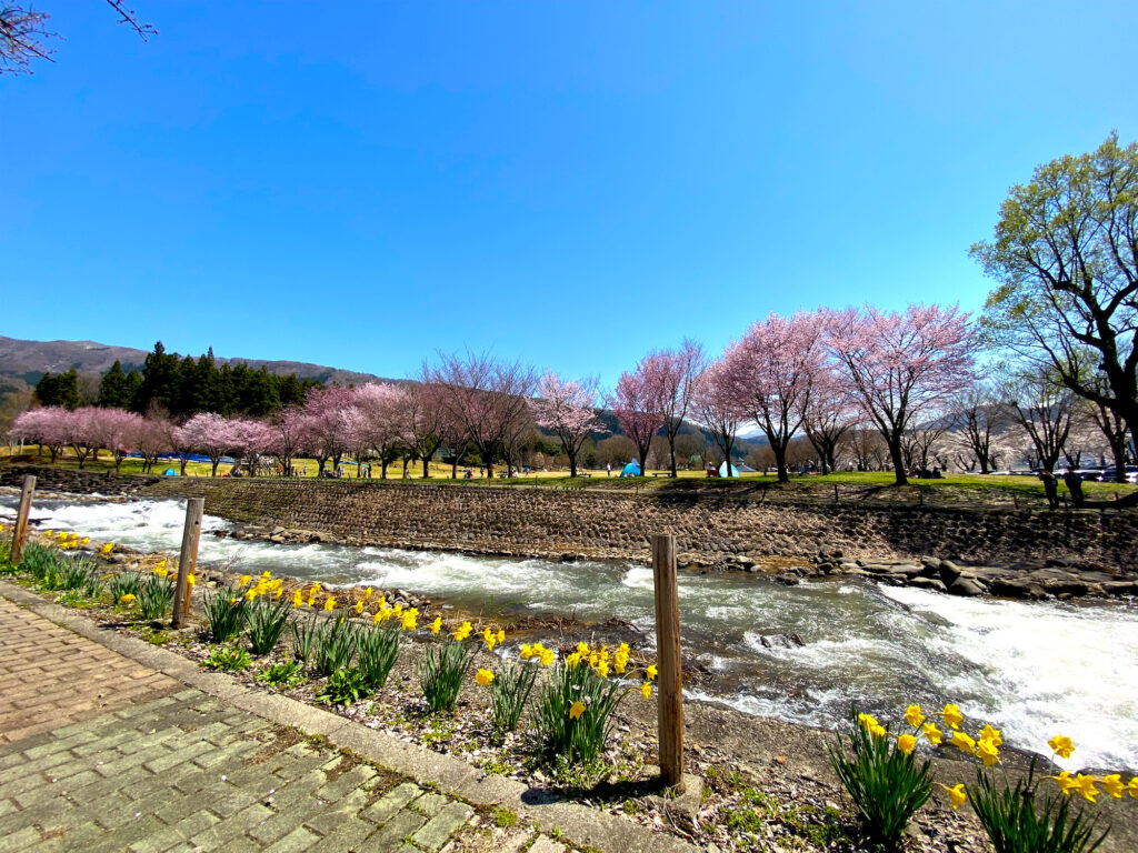 長野県木島平村の桜　2022年4月17日　ケヤキの森公園