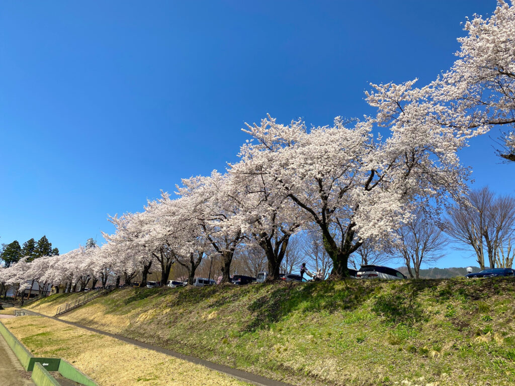 長野県木島平村の桜　2022年4月17日　ケヤキの森公園