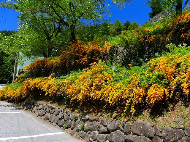 木島平村にある馬曲温泉の周辺で見られるヤマブキの花