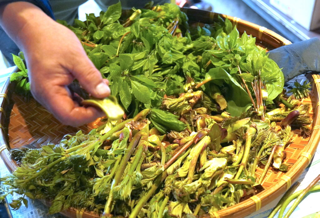 山菜を楽しむイベント「道草を食う」で採れた山菜